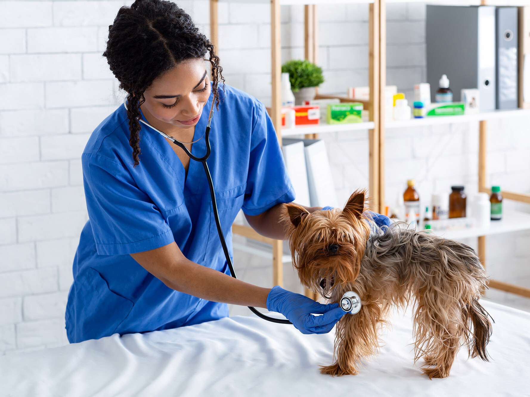 Yorkshire-Terrier wird von Tierärztin abgehört