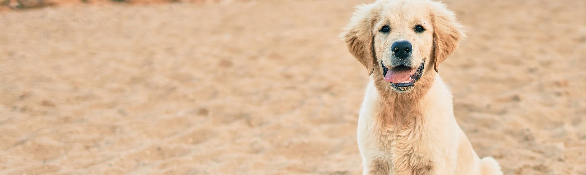 Golden-Retriever-Welpe im Sand