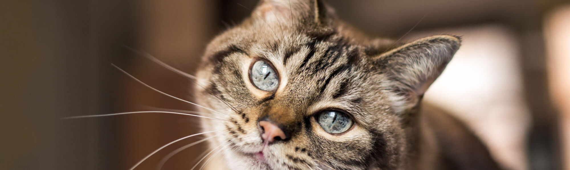 Katze schaut in Kamera