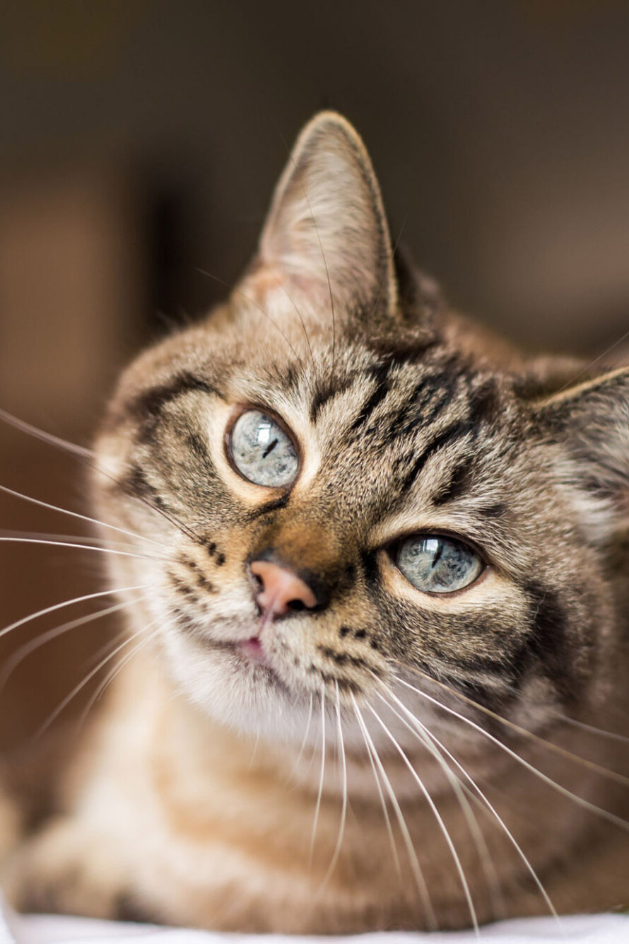 Katze schaut in Kamera