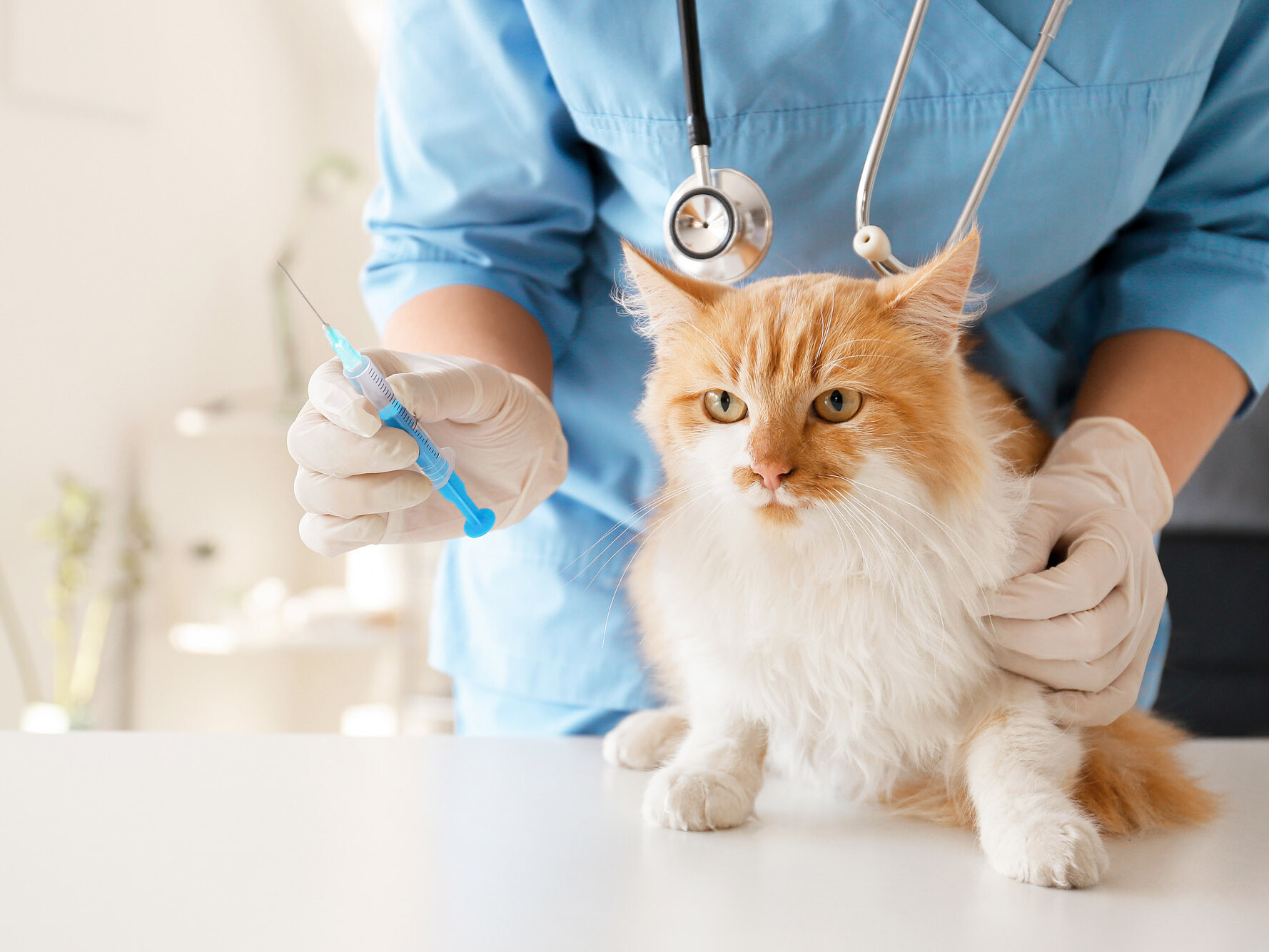 Katze wird beim Tierarzt geimpft